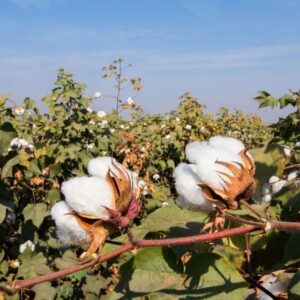 Cotton Poonies